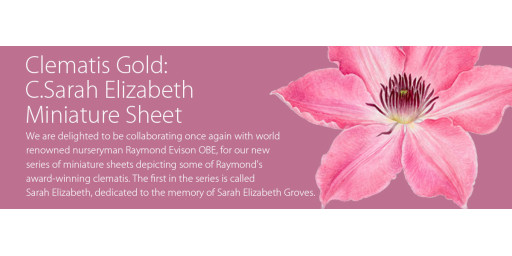 Guernsey Clematis Gold C.Sarah Elizabeth